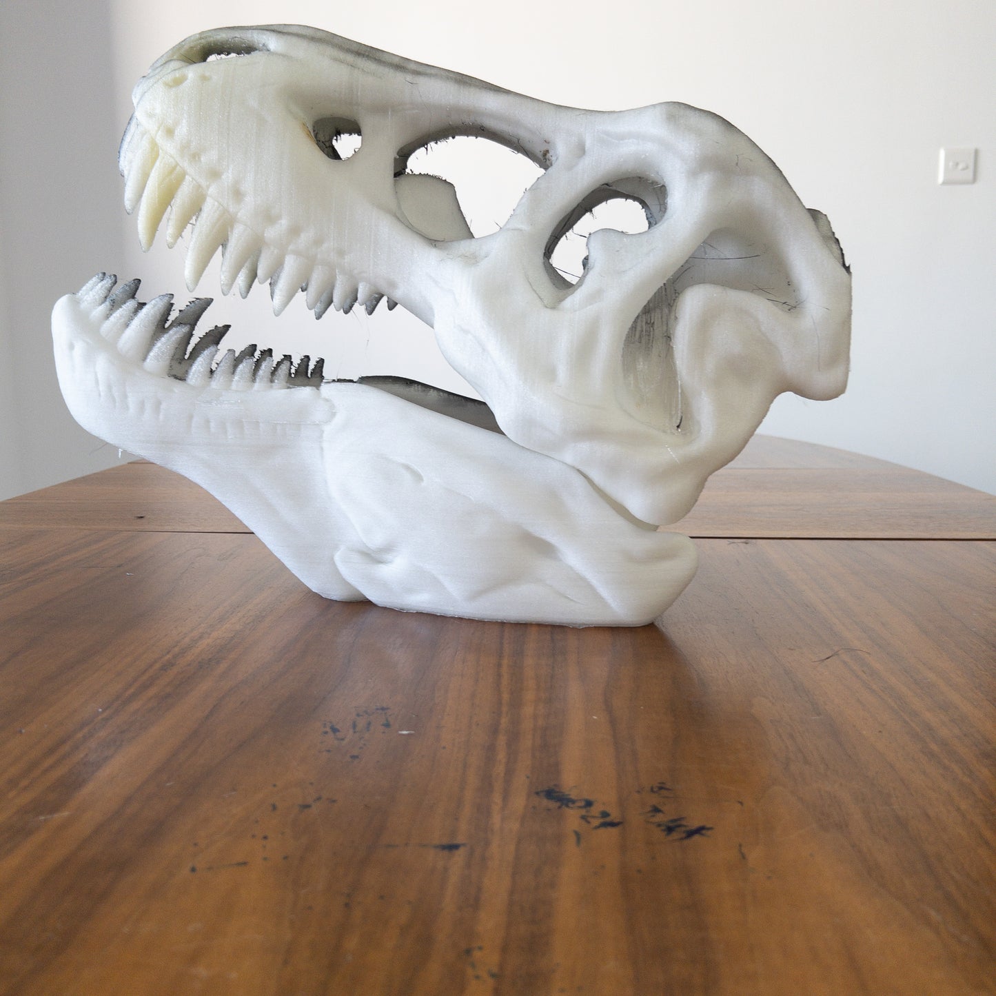 The T-Rex Skull